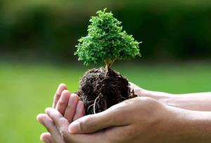 کاشت نهال به مناسبت هفته درخت و درختکاری